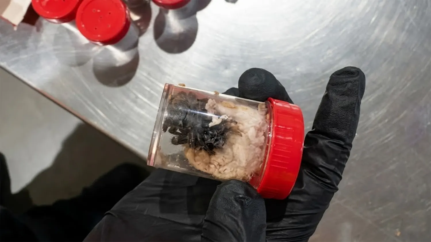 Creepy Crawlies, Not Cake : German Customs Intercept 1,500 Smuggled Tarantulas