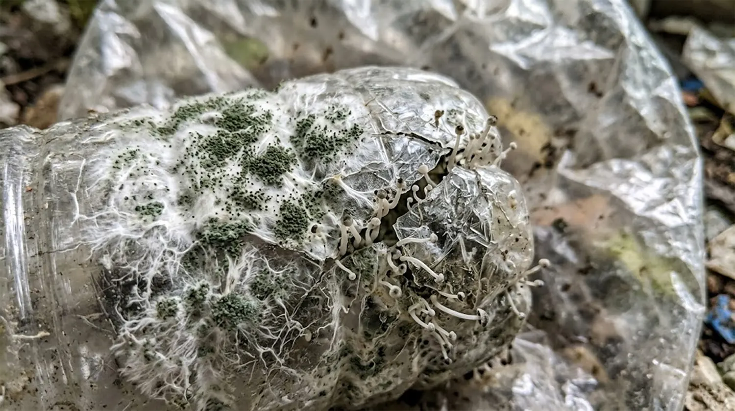 Breakthrough in Bio Remediation: Scientists Discover New Plastic Eating Fungi