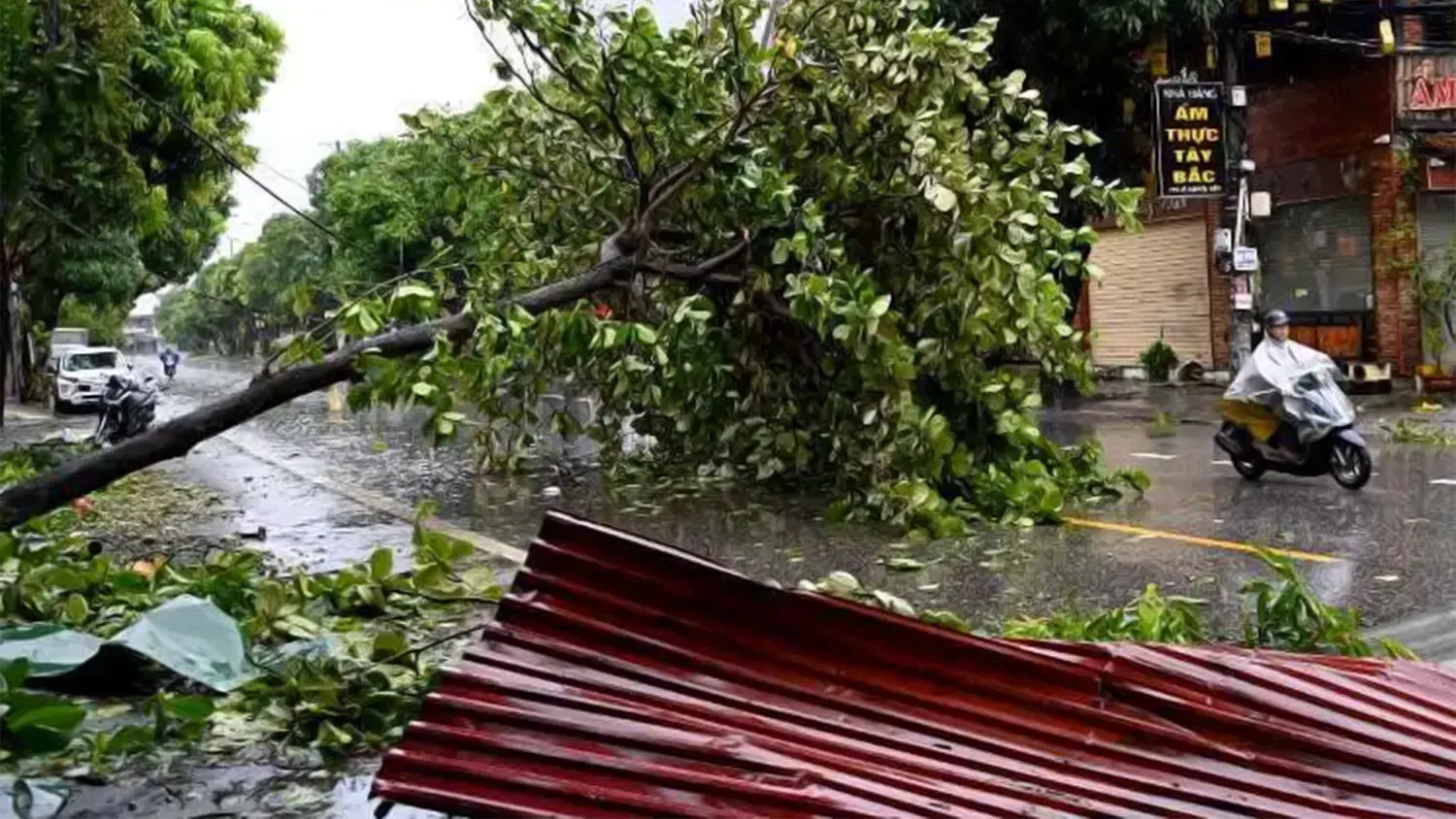 A large green tree fallen across a wet city street in Central Vietnam following Typhoon Kajiki, with a motorbike rider passing by and storm debris in the foreground.