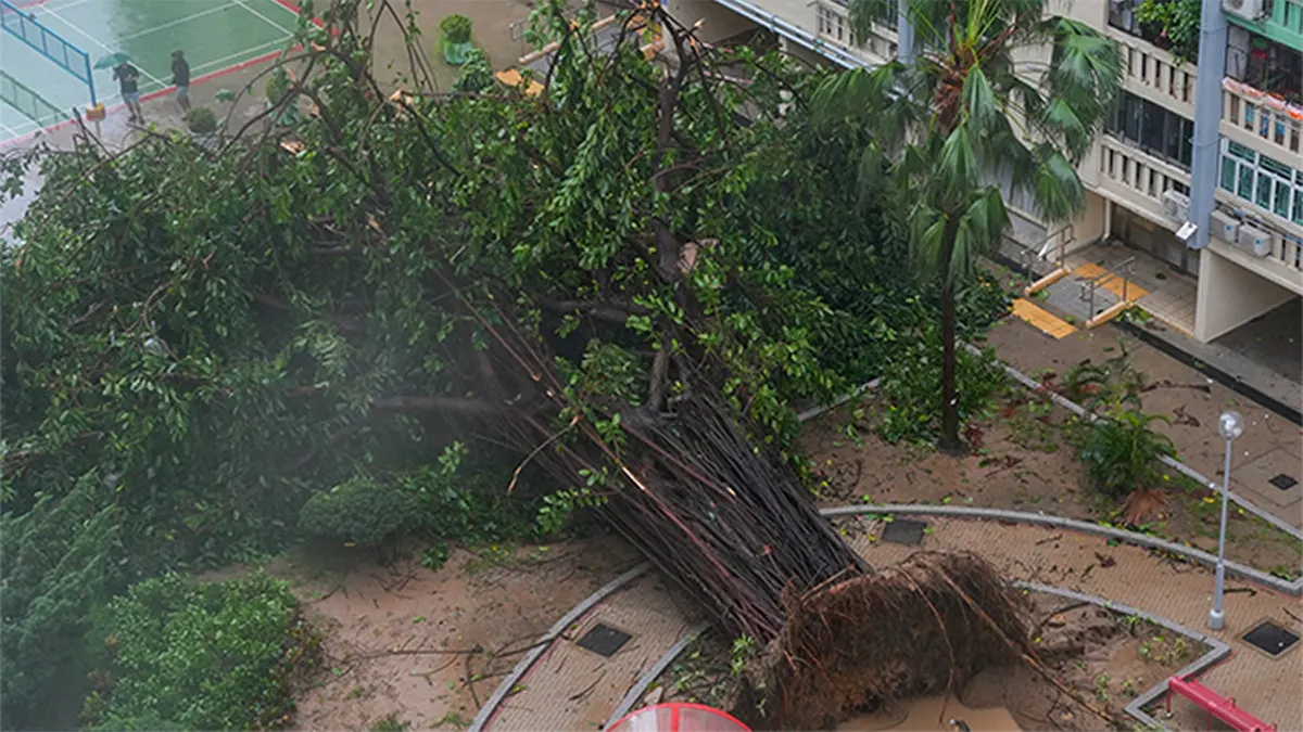 An overhead view of a large banyan tree entirely uprooted and lying across a paved courtyard next to an apartment building during a storm. Debris and scattered branches cover the wet ground, and two people with umbrellas stand near a sports court in the upper-left corner.