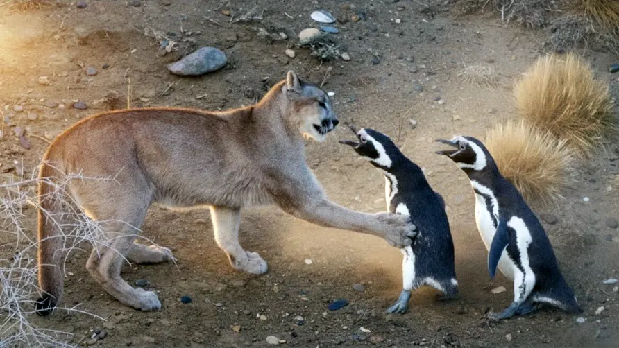 The Patagonia Puma Paradox: How 7,000 Penguins Died in a Conservation Success Story