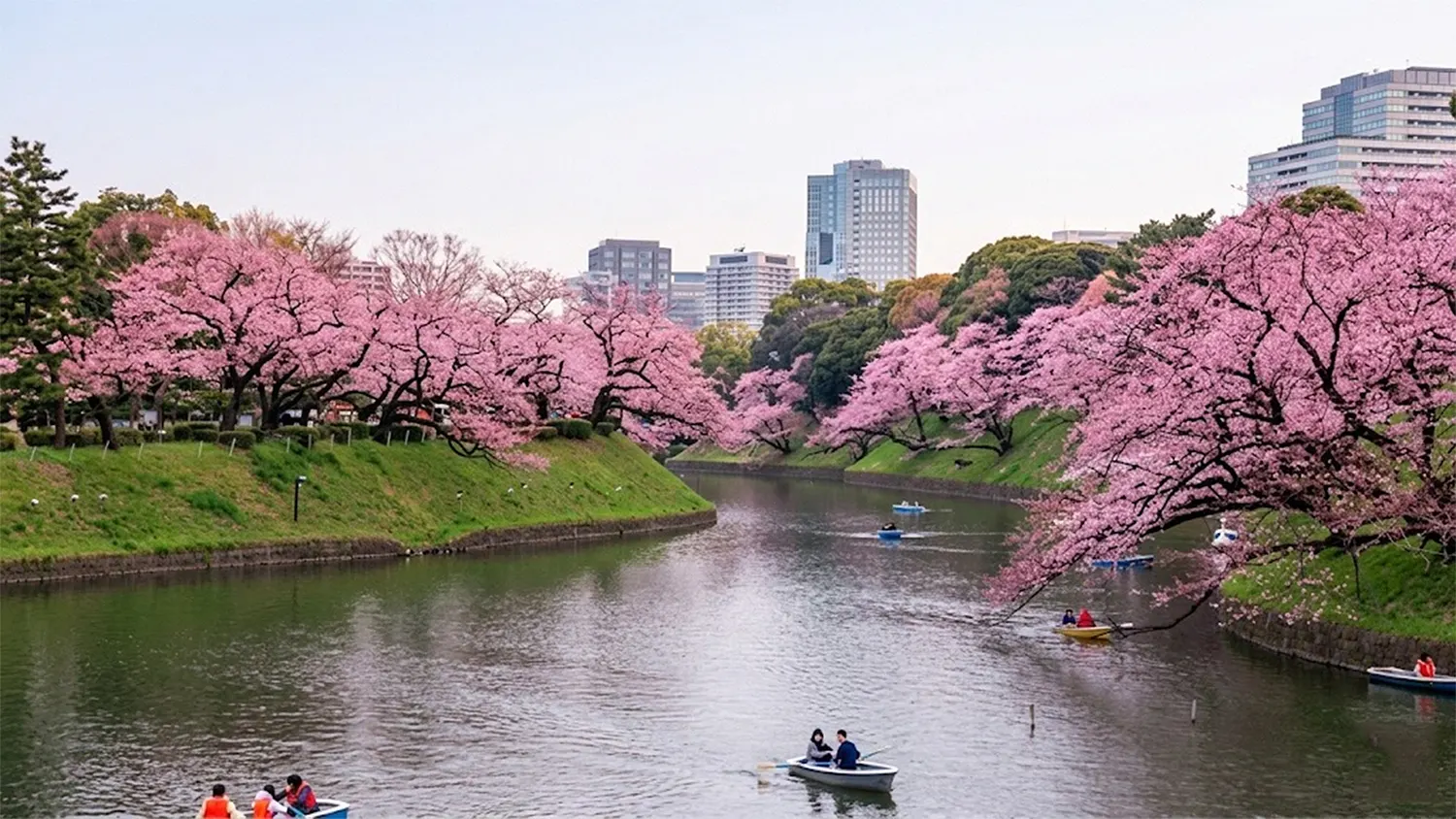 A high-resolution, professional landscape photo of Chidorigafuchi Moat in Tokyo during peak sakura season. Vibrant pink cherry blossoms hang over the water while visitors row small blue and white boats down the river, with the Tokyo city skyline in the background