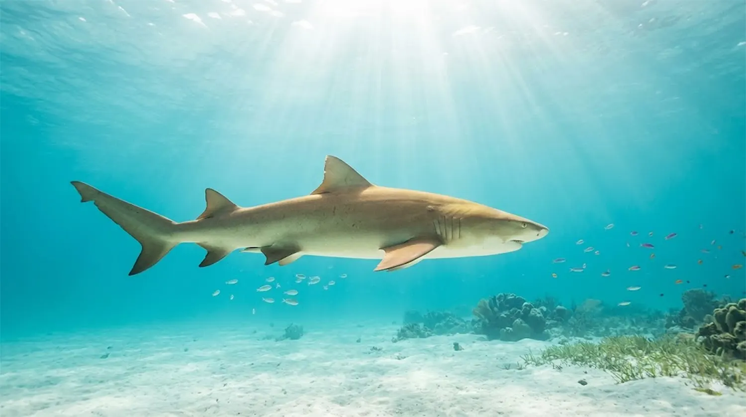Cocaine, Caffeine, and Sharks: What’s Really Happening Beneath the Surface