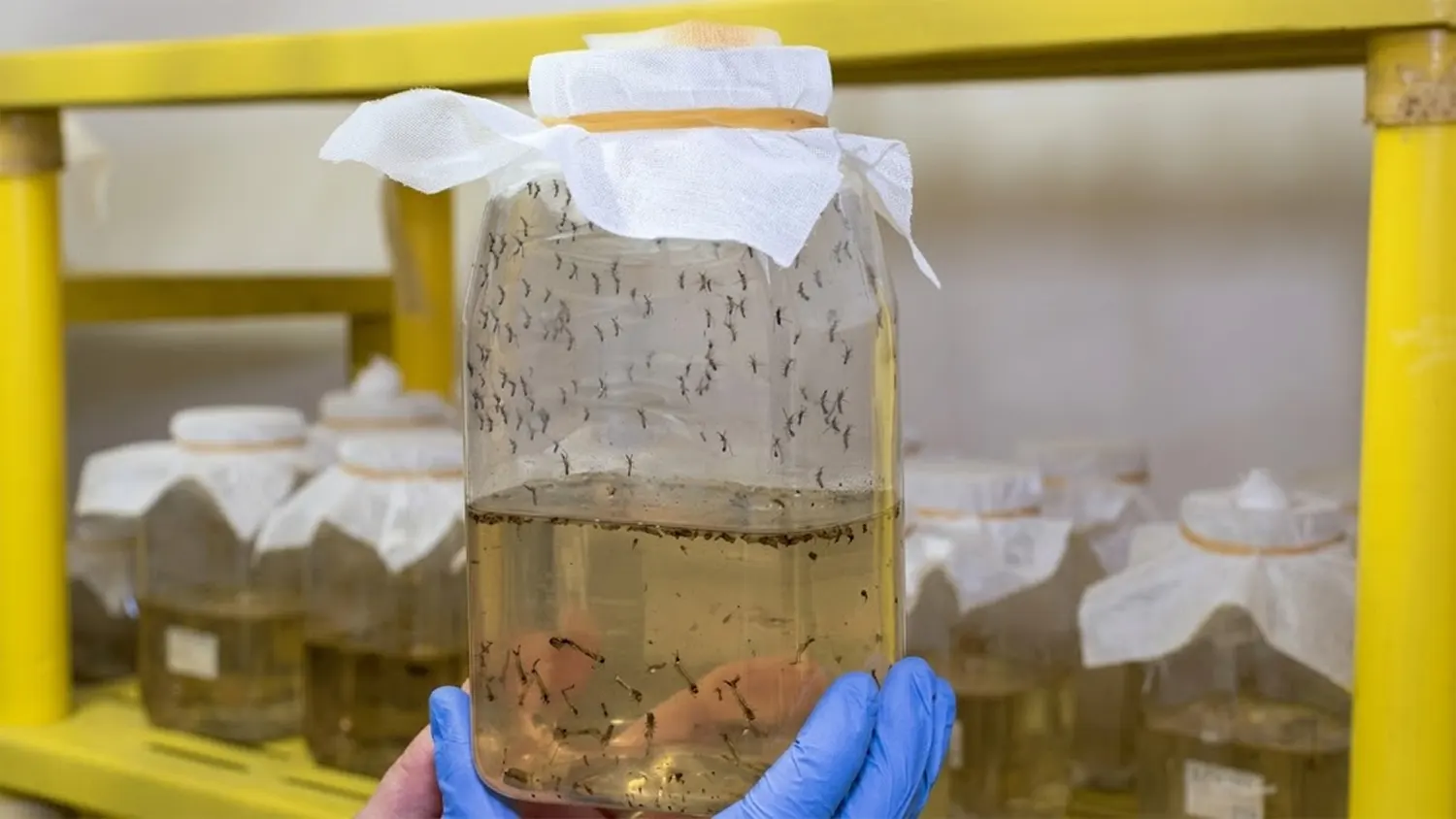 A close-up shot of a scientist wearing blue gloved hands holding a clear plastic breeding jar filled with water, live mosquito larvae, and adult mosquitoes in a laboratory setting.